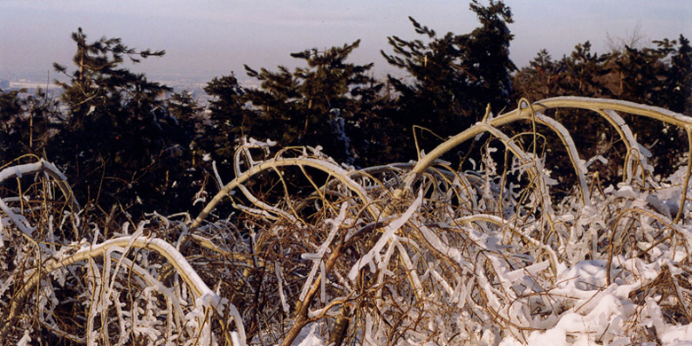 ice storm, Mount Royal, montreal