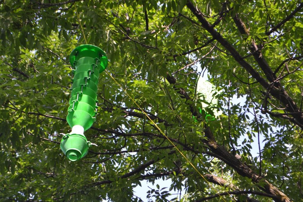 Emerald Ash Borer