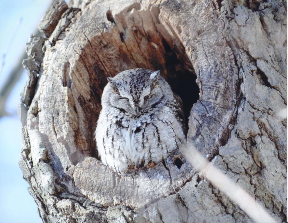 Eastern Screech Owl on Mount Royal