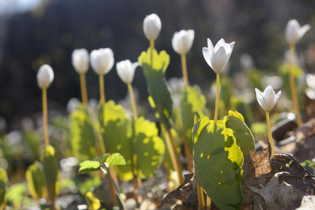 Bloodroot on Mount Royal