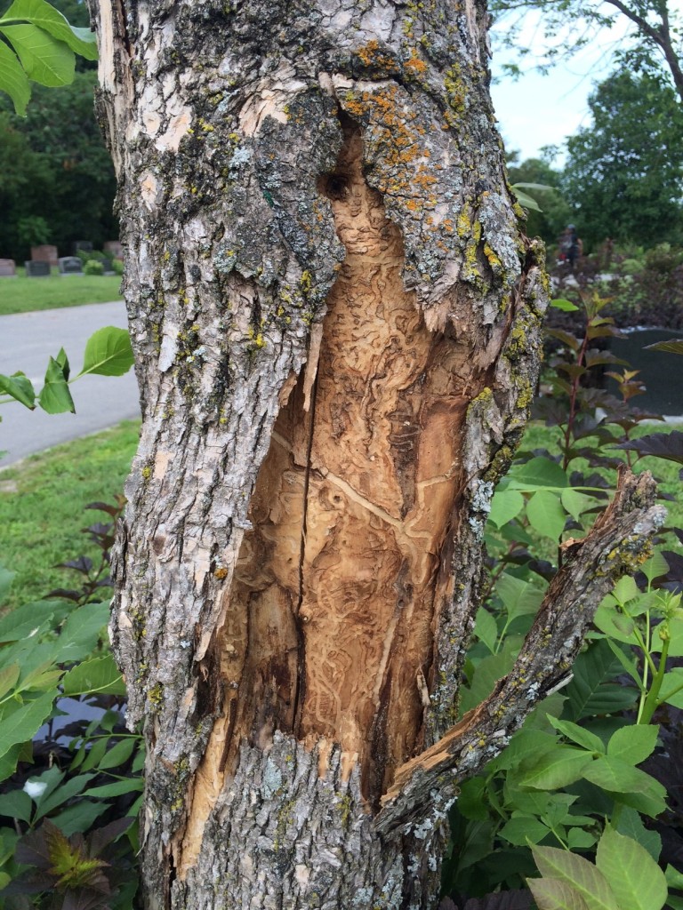 Emerald ash borer