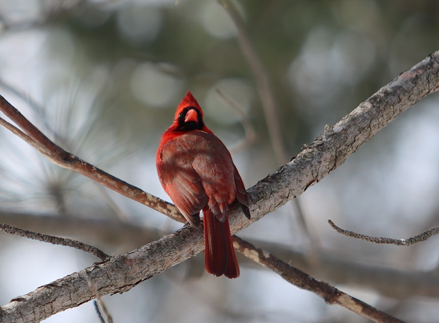 Cardinal rouge - Carl Lemyre